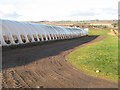 Polytunnels, Star Inn