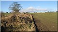 Winter cereal crop, Mains of Fowlis