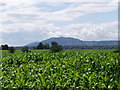 Crops from farm track