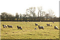 SP4667 : Sheep with lambs south of Kites Hardwick by Andy F