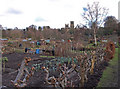 Allotments, Durham