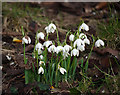 Snowdrops, Bangor