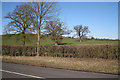 Three oaks in a field