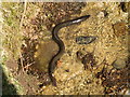 Eel found in burn near Auchnahannet