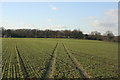 High Weald Landscape Trail north of St Ives Farm