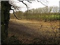 Small wood at the northern edge of West Chiltington golf course