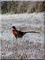 Pheasant (Phasianus colchicus)