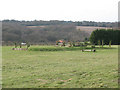 Mid Surrey Pony Club (1)