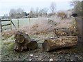 Tree trunks near Tarrant Crawford