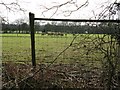 Deer near Granary Farm