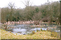 Icy pond beside trackbed of ex-Great Central Railway, Rugby