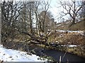 Fallen tree