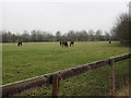 Horses on the stud farm