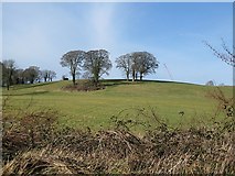 S6214 : Fieldscape with Trees by kevin higgins