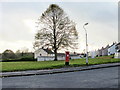 Tree and postbox, Brynglas