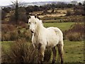 Horses on the common