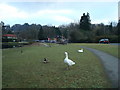 Shottermill Ponds, Haslemere