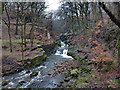 River Spodden , Healey Dell