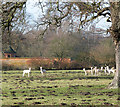 White fallow deer at Kilverstone Hall