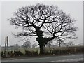 Winter tree, by the junction of Notton Lane and Hudson Avenue