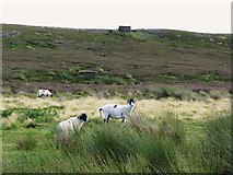NZ0249 : Sheep and grouse butts on Muggleswick Park by Mike Quinn