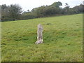 Stone in middle of field at Yealmbury Hillfort