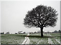 Lone Tree in Snowy Field