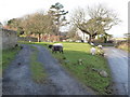 Llanmadoc: sheep on green triangle