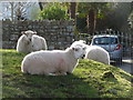 Llanmadoc: lazing sheep