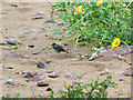 Juvenile pied Wagtail and yellow horned poppy, Dunster Beach