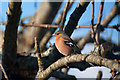 Male Chaffinch, Ernesettle - Plymouth