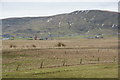 Aith Meadows, Cunningsburgh