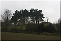 TQ6836 : Clump of trees, Lamberhurst Golf course by N Chadwick