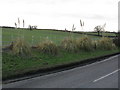 Pampas Grass & Fields Alongside The B4214