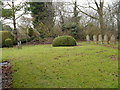 Bush in the churchyard at St Nicholas, West Worldham