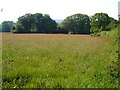 Meadow, Teigncombe