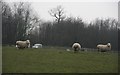 TQ6734 : Sheep, Slade Farm by N Chadwick