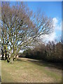 Bournemouth : Field & Trees