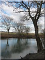 Bournemouth : The River Stour & Tree Swing