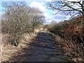 Woodland track, Dumbreck Marsh