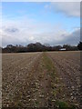 Public footpath over a crop field from the B3058 to Lymore lane