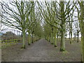 Avenue of Trees