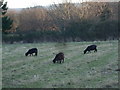 Three Black Sheep, Washford