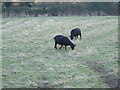 Two black Sheep, Washford