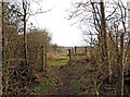 The edge of Hartlebury Common