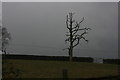 TQ4642 : Dead looking tree, Spode Lane by N Chadwick