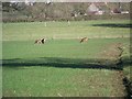 Roe deer near Woodlands