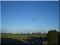 Empty Field with Kites