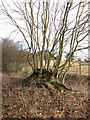 Young trees growing out of old tree stump