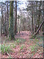 Beech woodland in Merton Plantation